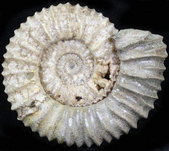 Pavlovia Ammonite Fossil - Siberia #29752